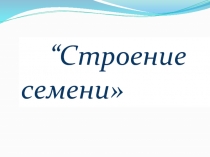 Презентация по биологии на темуСтроение семени.6 класс