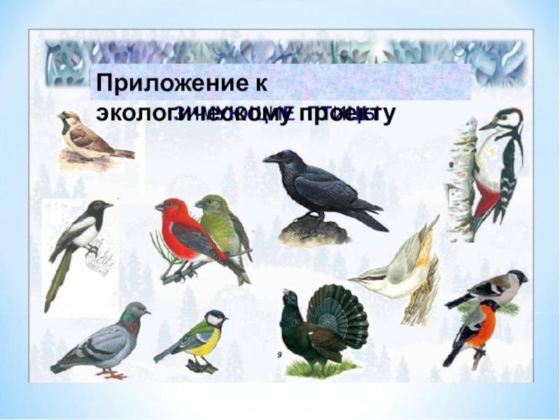 Презентация Приложение к экологическому проекту Зимующие птицы