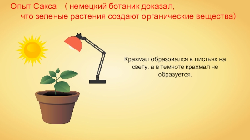 Приведите примеры доказывающие что. Опыт Сакса. Растения создают органические вещества. Воздушное питание растений опыт Сакса. Зелёные листья образующие органические вещества примеры.