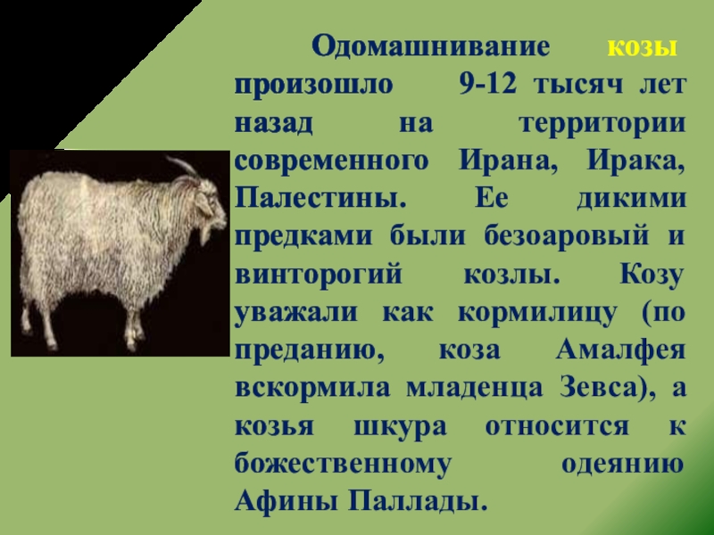 Дикий предок овцы. Одомашнивание коз. Коза кормилица. Одомашнивание это текст. Кроссворд на тему одомашнивание животных.