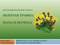 Презентация проектно-исследовательская деятельность Лекарственные травы. Мать -и -мачеха