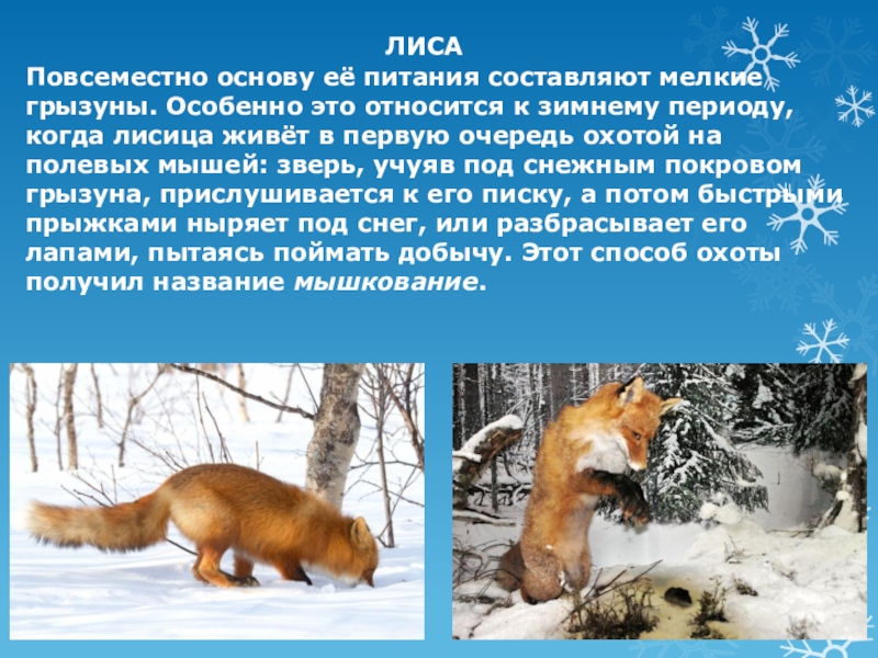 Приспособление лисы к жизни. Как зимуют животные презентация. Сообщение о животных зимой. Доклад про зимних животных. Как зимуют лисы.