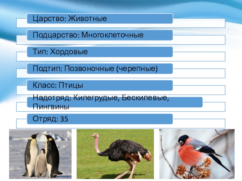 Три экологические группы. Экологические группы животных. Экологические группы птиц таблица. Экологические группы птиц презентация. Экологические группы птиц падалееды.