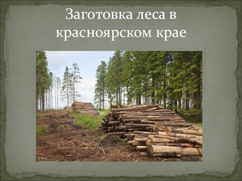 Цель заготовки древесины. Заготовка лесных материалов. Заготовка древесины Красноярский край. Лекция заготовка древесины. Презентация по заготовки леса 5 класс.