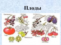Презентация по биологии на тему Плоды (6 класс)