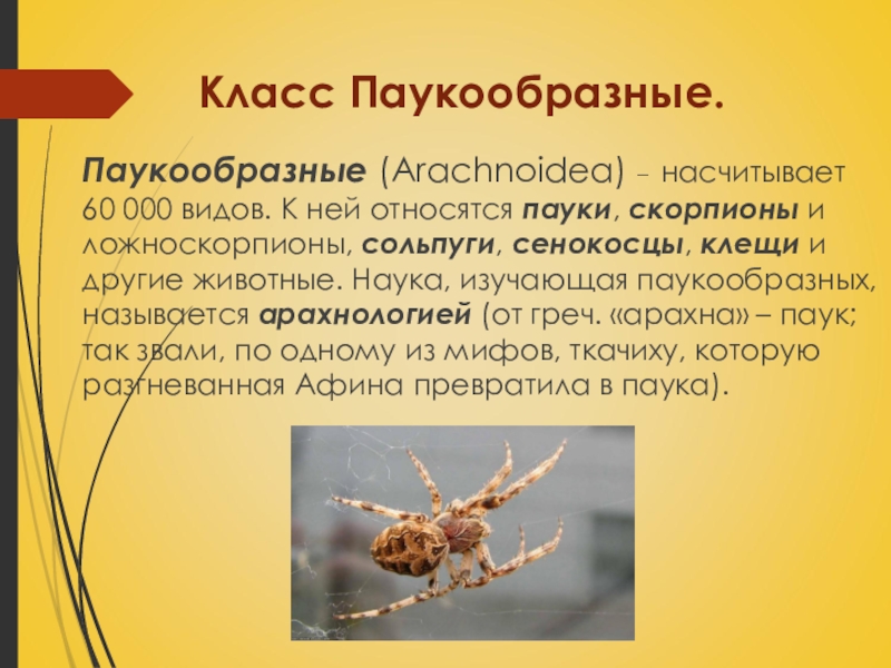 Презентация на тему класс паукообразные 7 класс по биологии