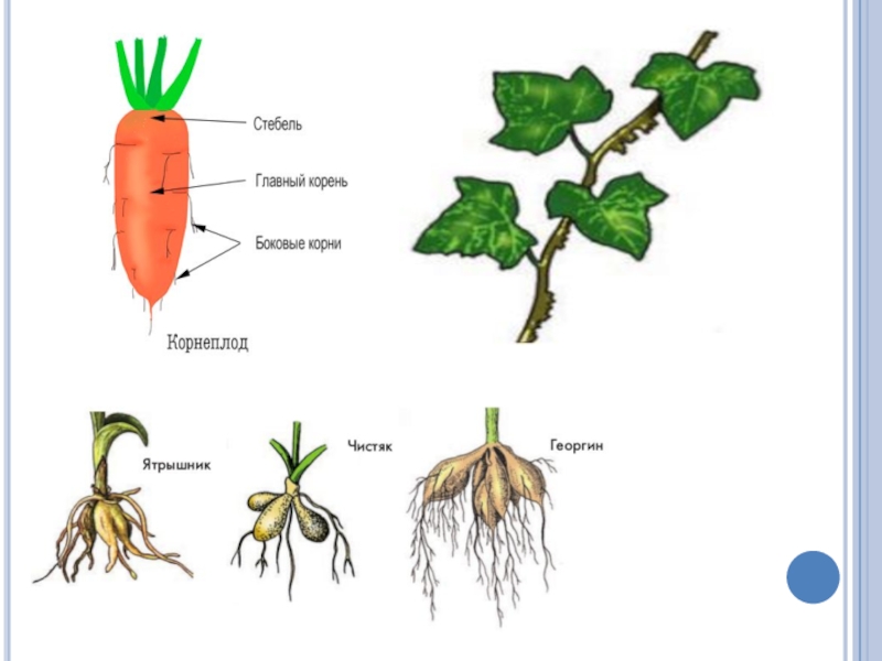 Подпишите рисунки видоизмененные корни