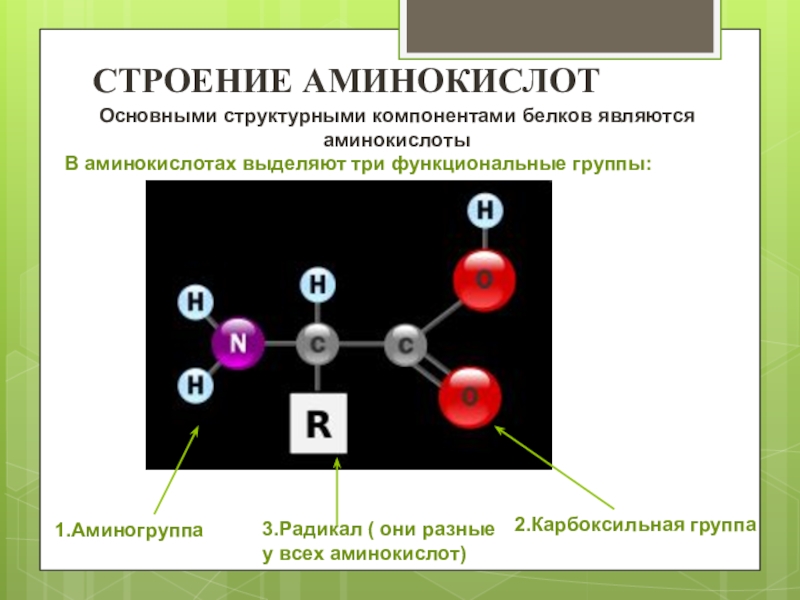 Изменяемыми частями аминокислоты являются. Строение основных аминокислот. Общая структура аминокислот. Изменяемые части аминокислот.