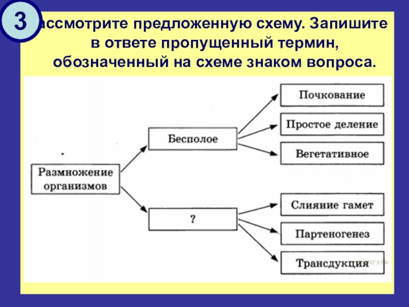 Используя предложенную схему. Рассмотрите предложенную схему запишите в ответе пропущенный термин. Рассмотрите предложенную схему классификации видов изменчивости. Пропущенный термин, обозначенный на схеме знаком вопроса. Ответ:. На схеме знаком вопроса обозначено ….