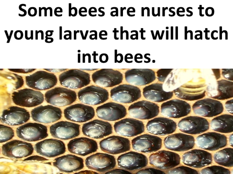 Some bees are nurses to young larvae that will hatch into bees.