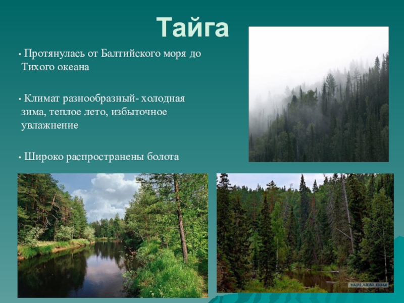 Какой климат в тайге название. Природные зоны России Тайга климат. Климат Таёжной зоны в России. Тайга природная зона климат. Тайга презентация.