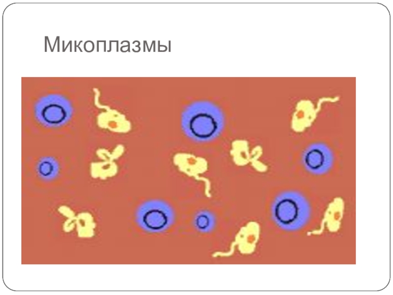 Микоплазмы рисунок. Микоплазмы микробиология рисунок. Микоплазма и л форма бактерий.