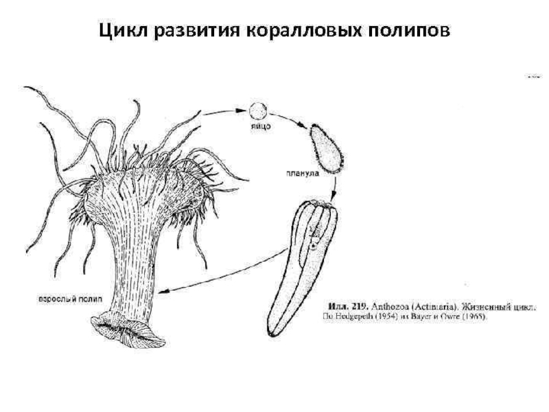 Жизненный цикл полипа. Жизненный цикл коралловых полипов. Цикл размножения коралловых полипов. Жизненный цикл коралловых полипов схема. Половое размножение коралловых полипов.