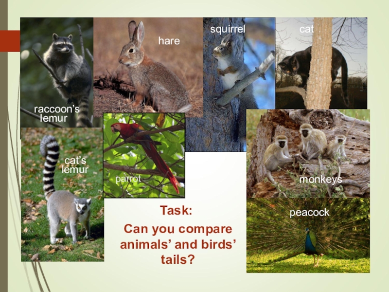 Compare animals. Animals Comparison. Comparatives animals. Compare animlas.