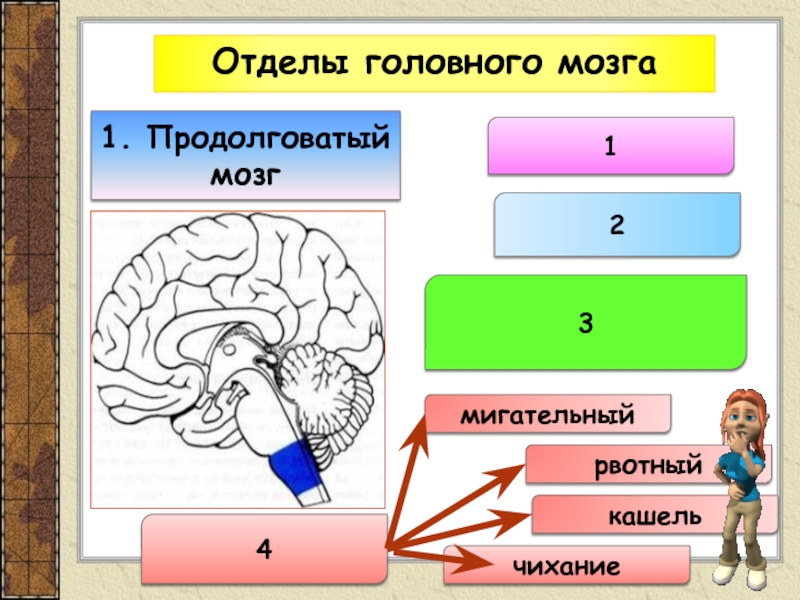 Продолговатый мозг функции. Сенсорные функции продолговатого мозга. Отделы продолговатого мозга. Классификация отделов головного мозга. Продолговатый отдел головного мозга.