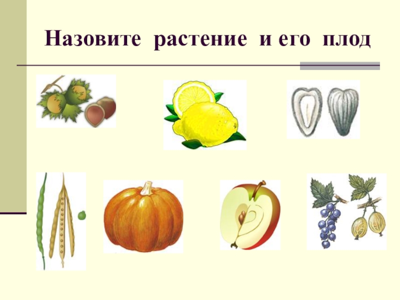 Название плода рисунок. Плоды растений биология 6 класс. Назовите растение и его плод. Плоды разнообразие плодов. Задания на тему плоды.