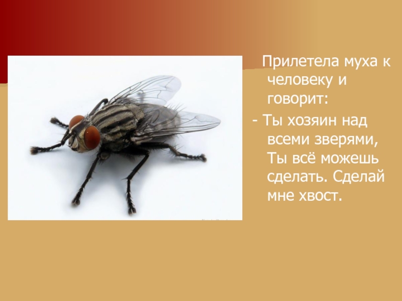 Какая вы муха. Муха. Муха прилетела. Муха для презентации. Презентация на тему мухи.