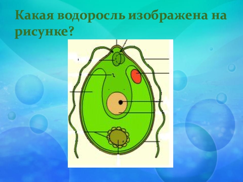 На каком рисунке изображена водоросль. Строение водорослей. На рисунке изображена водоросль. Водоросли рисунки по биологии. Клетка водоросли рисунок.