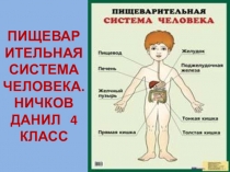 Презентация по окружающему миру по теме Пищеварительная система человека