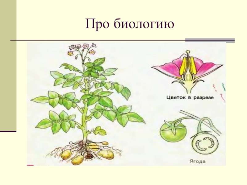 Картошка рисунок биология