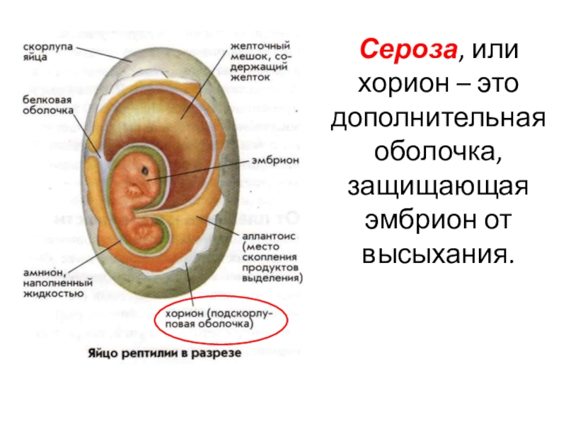 Ворсинки хориона фото