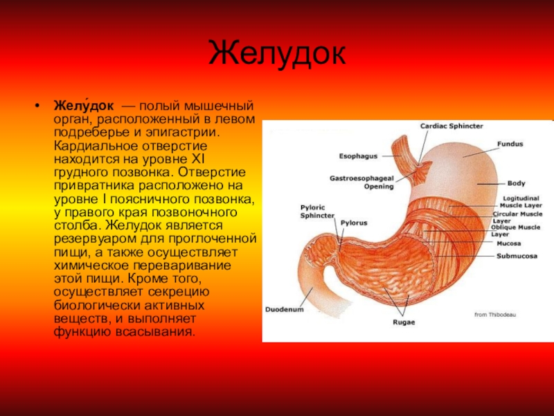 Строение желудка пищеварение в желудке. Строение желудка человека.