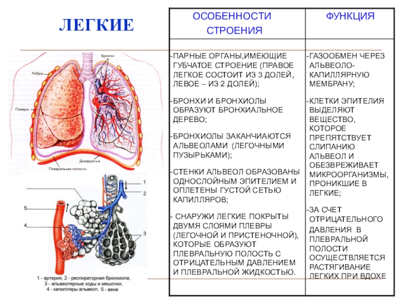 Функционировать легких. Система органов дыхания строение и функции. Таблица дыхательные пути органы строение функции. Таблица органы дыхания 8 класс дыхательная система строение и функции. Строение легких и функции 8.