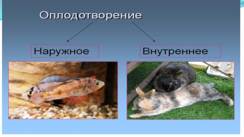 Презентация оплодотворение животных