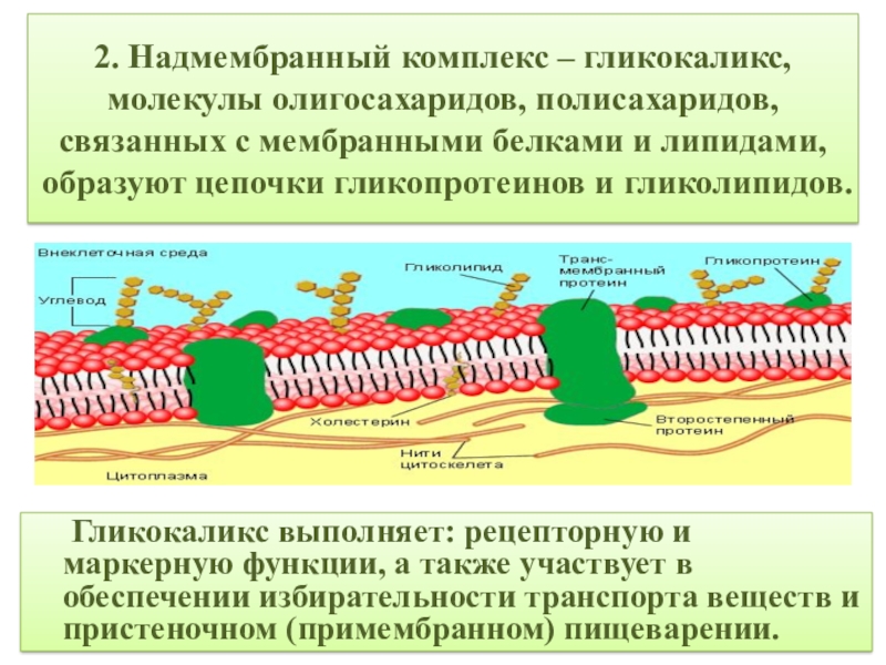 Что такое гликокаликс. Клеточная мембрана гликокаликс. Надмембранный комплекс гликокаликс. Клеточная мембрана с гликокаликсом. Биологической мембраны гликокаликс.