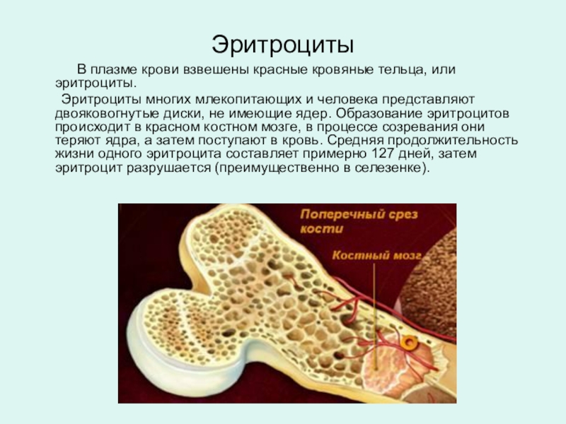 Клетки крови образующийся в костном мозге. Красный костный мозг эритроциты. Эритроциты в костном мозге. Образование эритроцитов в костном мозге. Красный костный мозг образование клеток.