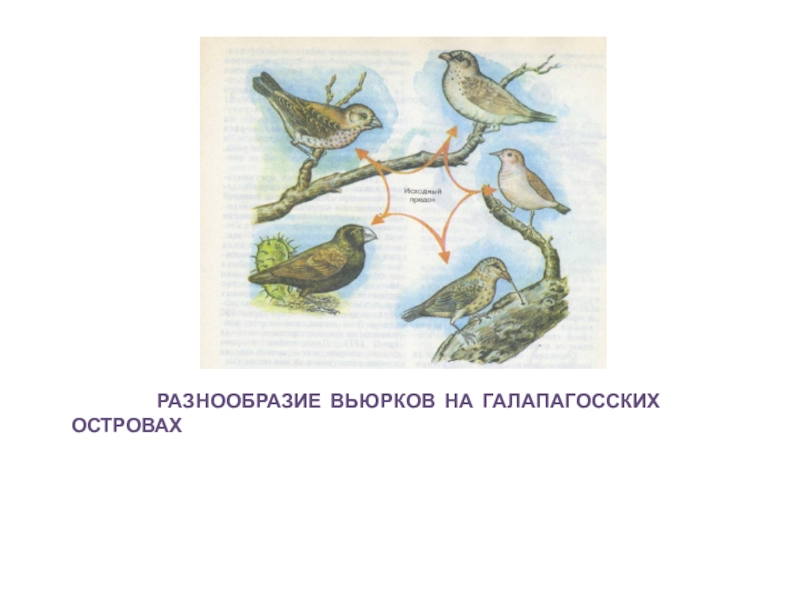 Географическое видообразование галапагосские острова. Галапагосские острова видообразование. Вьюрки Дарвина способ видообразования. Географическое видообразование Чайки.