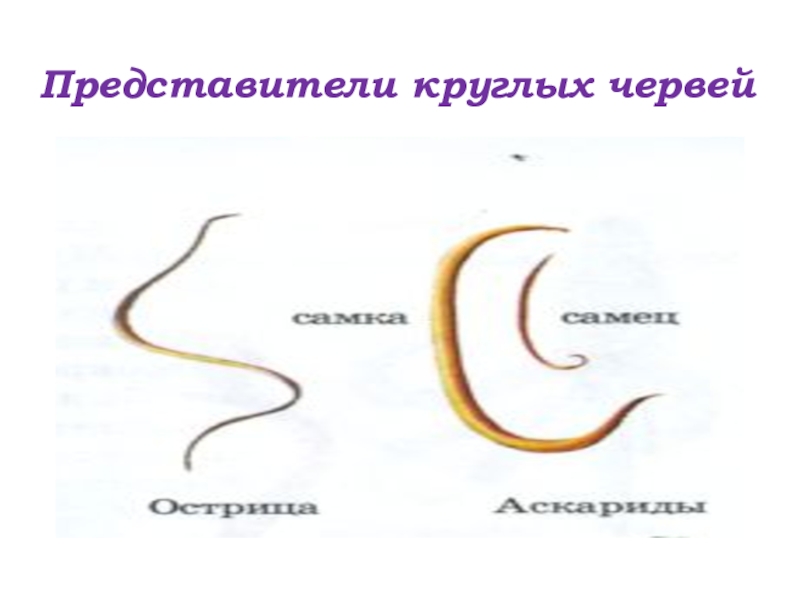 Круглые черви примеры названия. Тип круглые черви представители. Класс и представители круглых червей. Представили круглых червей. Представители типа круглых червей.