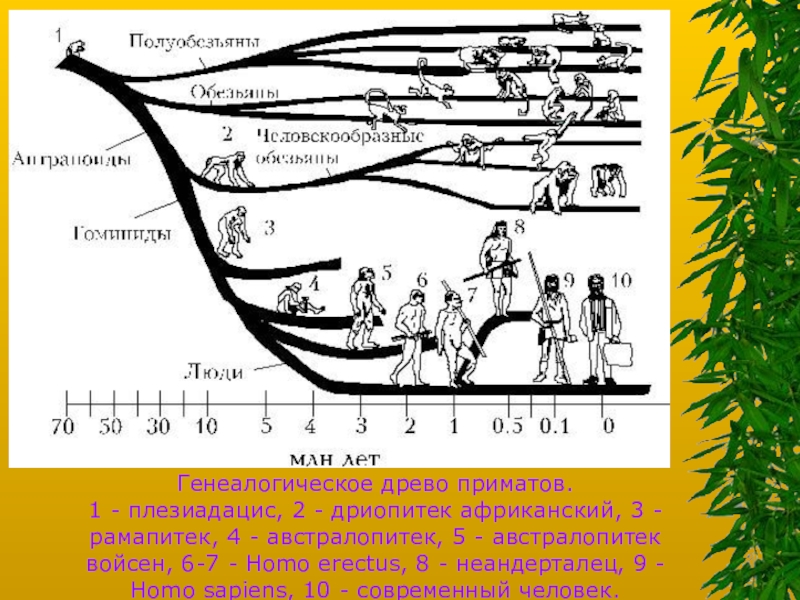 Древо эволюции человека схема