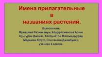 Презентация Имена прилагательные в названиях растений