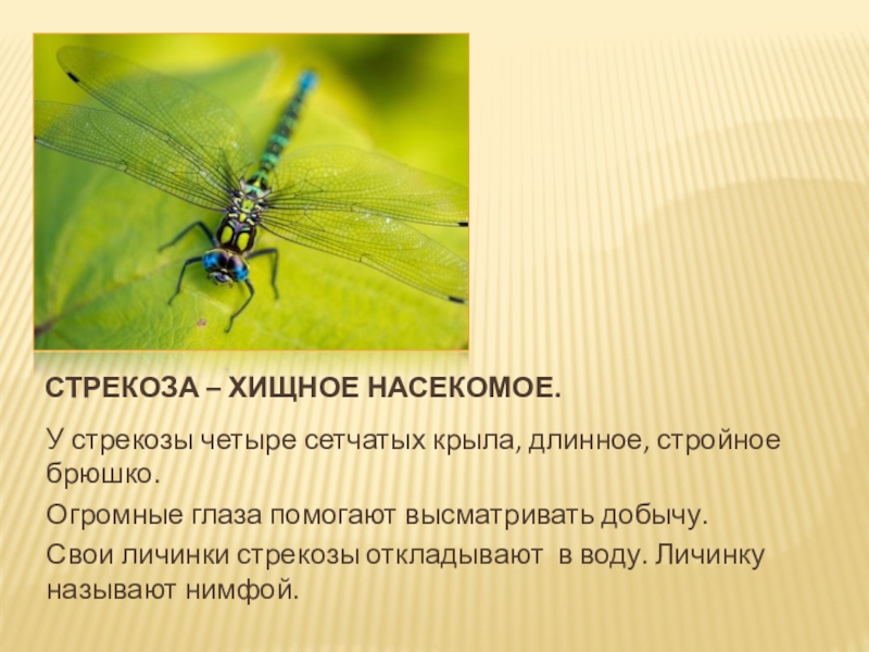 Насекомые 2 класс окружающий. Стрекоза относится к классу. Самая короткая жизнь у насекомых. Презентация насекомые Амурской области. Значение стрекоз.