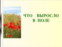 Презентация для занятий внеурочной деятельности по курсу Окружающий мирна тему  Что в поле выросло