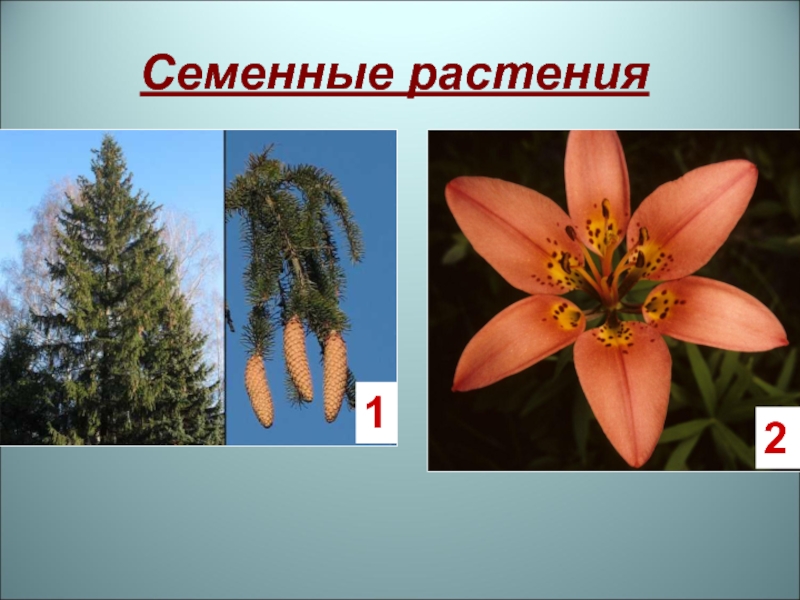 Семенные растения примеры 6 класс. Голосеменные 2) Покрытосеменные. Семенные цветковые и Голосеменные растения. Семенные биология. Высшие семенные растения.