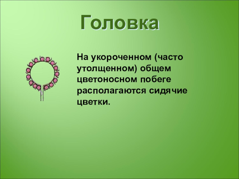 Выберите соцветие головка. Головка (ботаника). Слайд презентации по ботанике. Ботаника слайд. Презентация по ботанике класс Бенитовые.