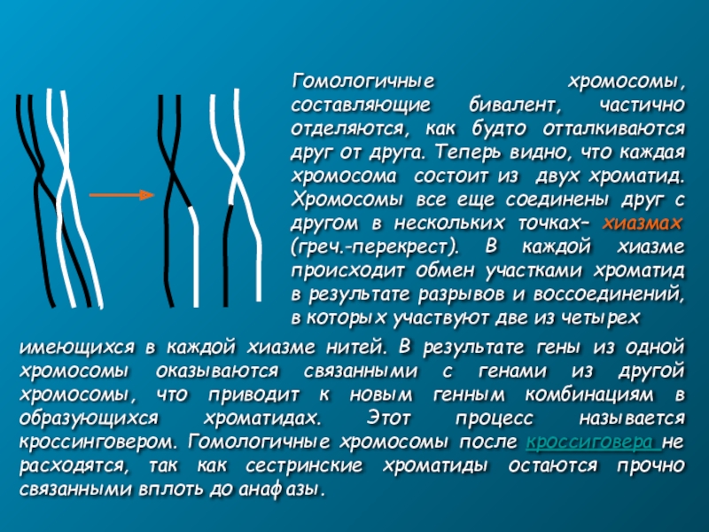 Гомологичные хромосомы рисунок