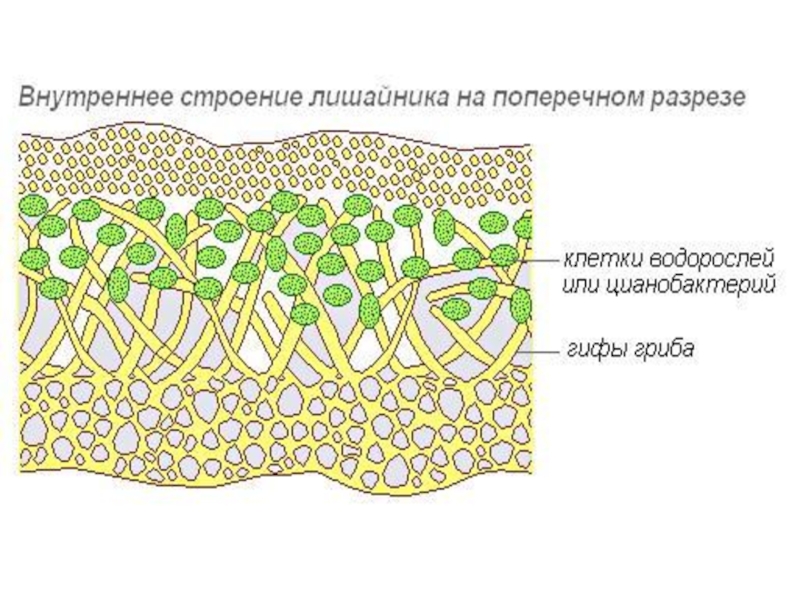 На рисунке поперечного среза слоевища лишайника подпишите что обозначено цифрами