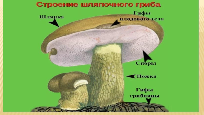 Из чего состоит белый гриб. Строение шляпочного гриба и образование спор. Строение шляпочного гриба. Строение гриба название. Строение грибов биология.
