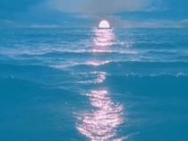 Презентация по биологии на тему Тип Моллюски