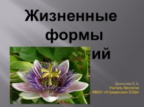 Презентация по биологии по теме Жизненные формы растений