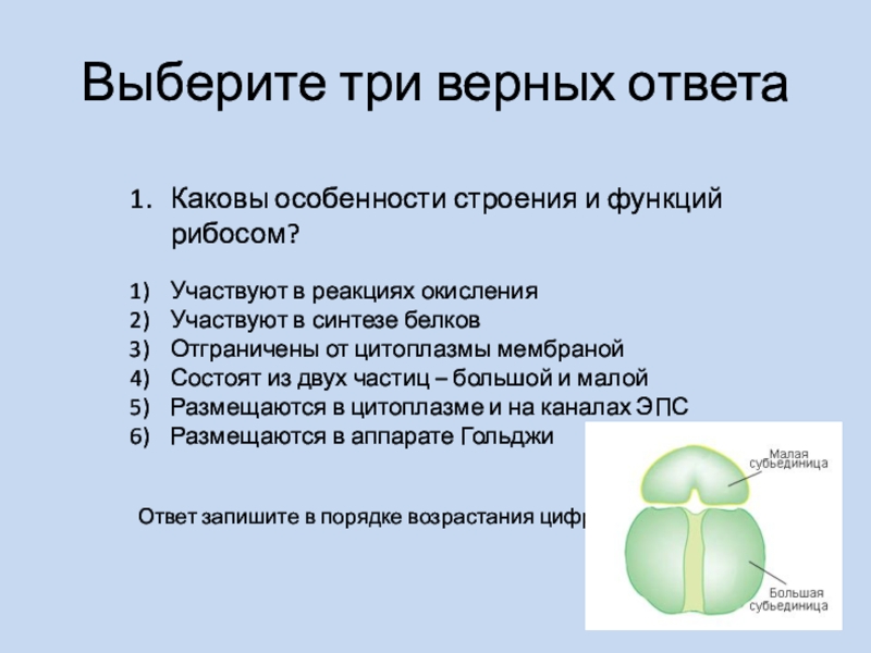 Ответы особенность. Рибосомы функции. Рибосомы особенности строения и функции. Каково строение и функции рибосом. Каковы особенности и функции рибосом.