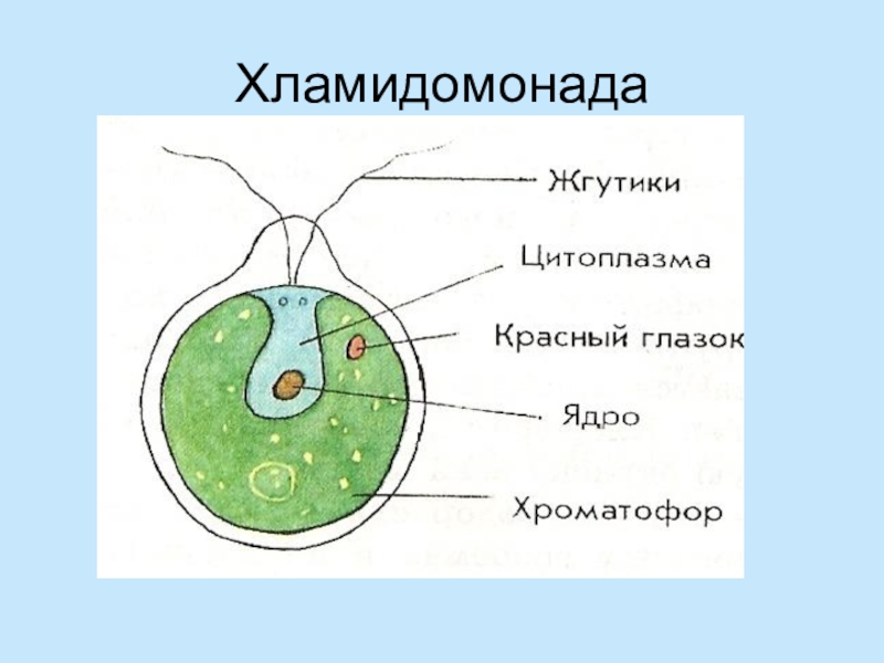 Рисунок одноклеточной водоросли