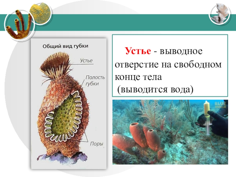 Название губок. Тип губки строение. Тип губки биология. Губки строение тела. Представители губок биология.