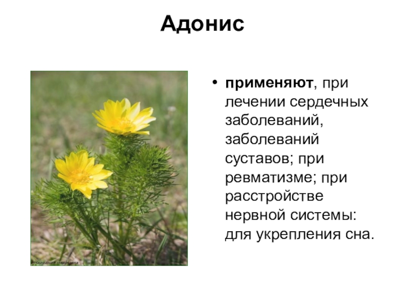 Растения мордовии проект