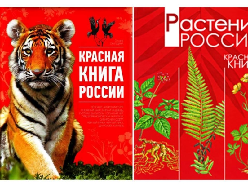 Красная книга обложка для проекта