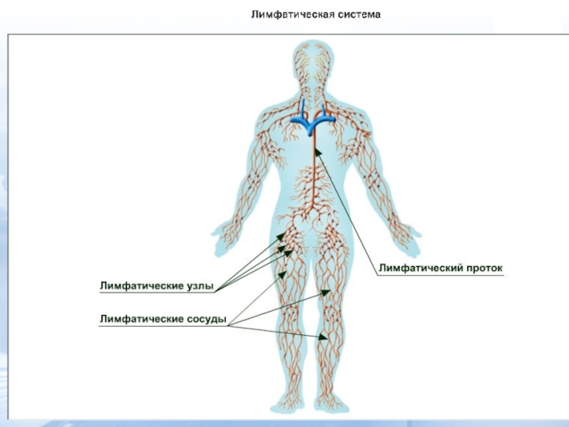 Лимфосистема человека схема рисунок