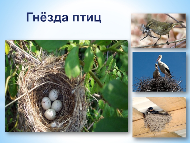 Гнезда разных птиц. Гнездо для птиц.. Перелётные птицы для дошкольников в гнезде. Гнёзда птиц презентация.